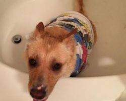 Blue heeler siberian husky lab mix for adoption dallas texas 6