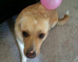 Blue heeler siberian husky lab mix for adoption dallas texas 7