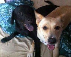 Blue heeler siberian husky lab mix for adoption dallas texas 7