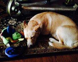 Blue heeler siberian husky lab mix for adoption dallas texas 9