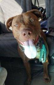 Blue Lab Pitbull Mix Dog For Adoption Bentonville AR 5