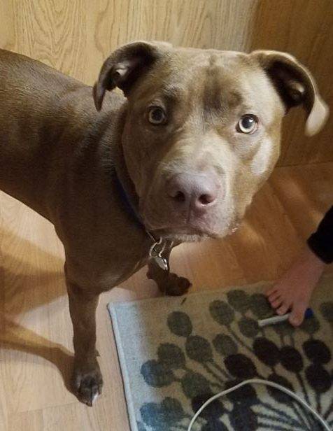 Blue lab pitbull mix dog for adoption bentonville ar 5