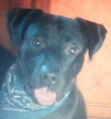 Blue - Labador Retriever American Pit Bull Terrier Mix Adoption Dallas Texas
