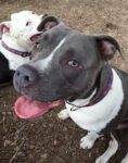 Blue Pitbull Mix For Adoption in Phoenix 2
