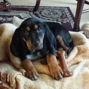 ADOPTED – Bluetick Coon Hound / Bloodhound Puppy Calgary, AB | Pet ...