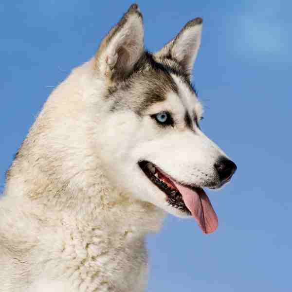 Blue eyes Siberian Husly Dog Photo 2