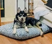 Amazing Siberian Husky Mix Dog For Adoption In Los Angeles CA – Meet Bluey