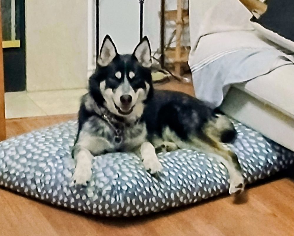 Amazing Siberian Husky Mix Dog for Adoption in Los Angeles CA – Meet Bluey