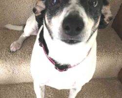 Bo - beagle jack russell terrier mix dog adoption cleveland ohio 1 (4)