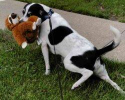 Bo - beagle jack russell terrier mix dog adoption cleveland ohio 1 (4)