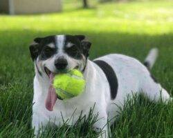 Bo - beagle jack russell terrier mix dog adoption cleveland ohio 1 (4)