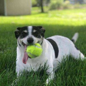 Bo - beagle jack russell terrier mix dog adoption cleveland ohio 1 (4)