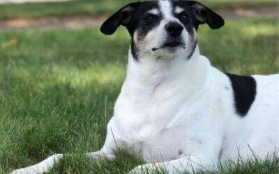 Jack Russell Terrier Beagle Mix Dog For Adoption in Cleveland Ohio – Supplies Included – Adopt Bo