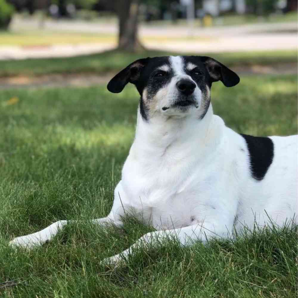 Jack Russell Terrier Beagle Mix Dog For Adoption in Cleveland Ohio – Supplies Included – Adopt Bo