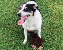 Bo - beagle jack russell terrier mix dog adoption cleveland ohio 1 (4)