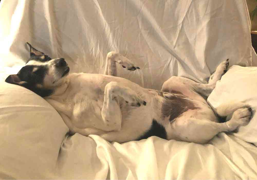 Bo - beagle jack russell terrier mix dog adoption cleveland ohio 1 (4)
