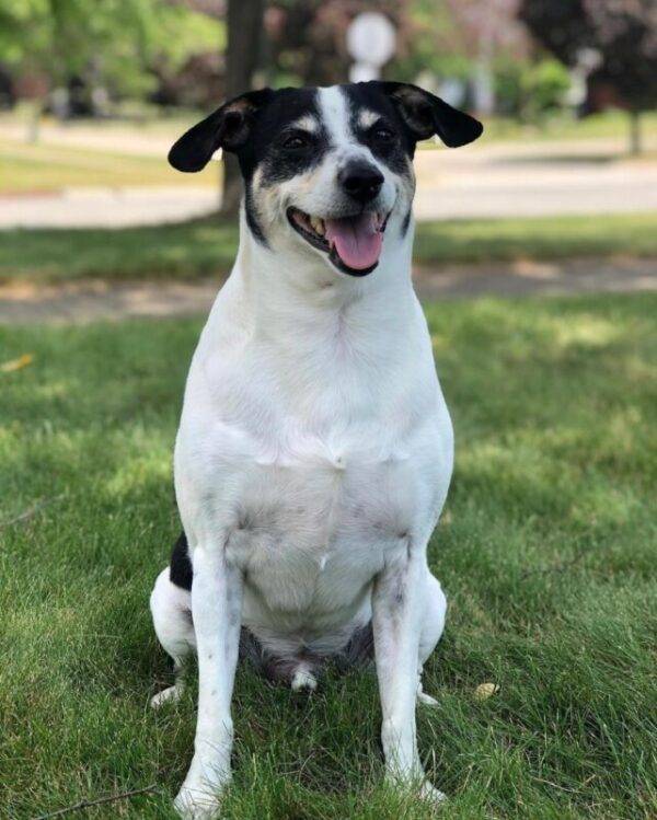 Beagle jack russell terrier jrt mix dog for adoption in cleveland ohio