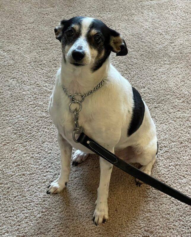 Jack russell terrier beagle mix dog for adoption in cleveland ohio