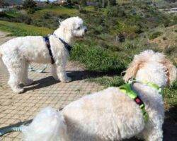 Mini Goldendoodle And Maltipoo Dogs For Adoption In San Diego California