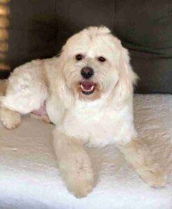 Bobby a Maltipoo for adoption in San Diego CA