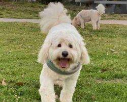 Mini Goldendoodle For Adoption In San Diego