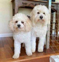 Bichon Frise And English Cream Miniature Goldendoodle For Adoption In San Diego California