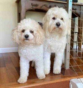 English cream mini goldendoodle and bichon frise dogs for adoption in san diego california – supplies included – adopt jojo & bobby