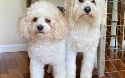 English cream mini goldendoodle and bichon frise dogs for adoption in san diego california – supplies included – adopt jojo & bobby