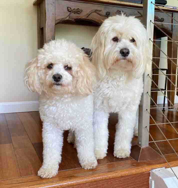 English Cream Mini Goldendoodle and Bichon Frise Dogs For Adoption in San Diego California