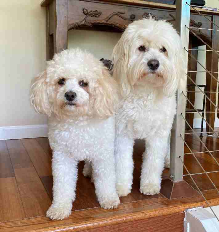 Bichon Frise and English Cream Miniature Goldendoodle For Adoption in San Diego California