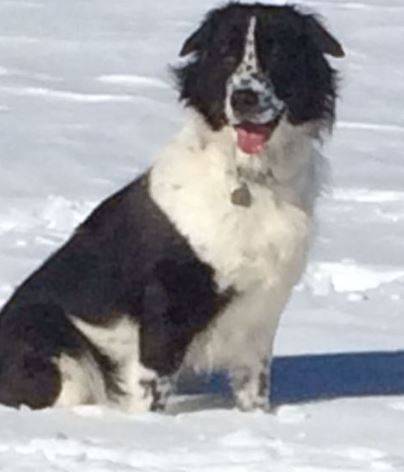 Bobo Karakachan Dog For Adoption New Hampshire