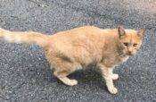 Bobo - Orange Tabby Cat For Adoption In Chesterfield VA