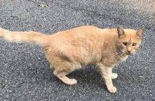 Bobo - Orange Tabby Cat For Adoption In Chesterfield VA