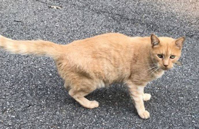 Adopted Sweet Male Orange Tabby Cat Chesterfield Va
