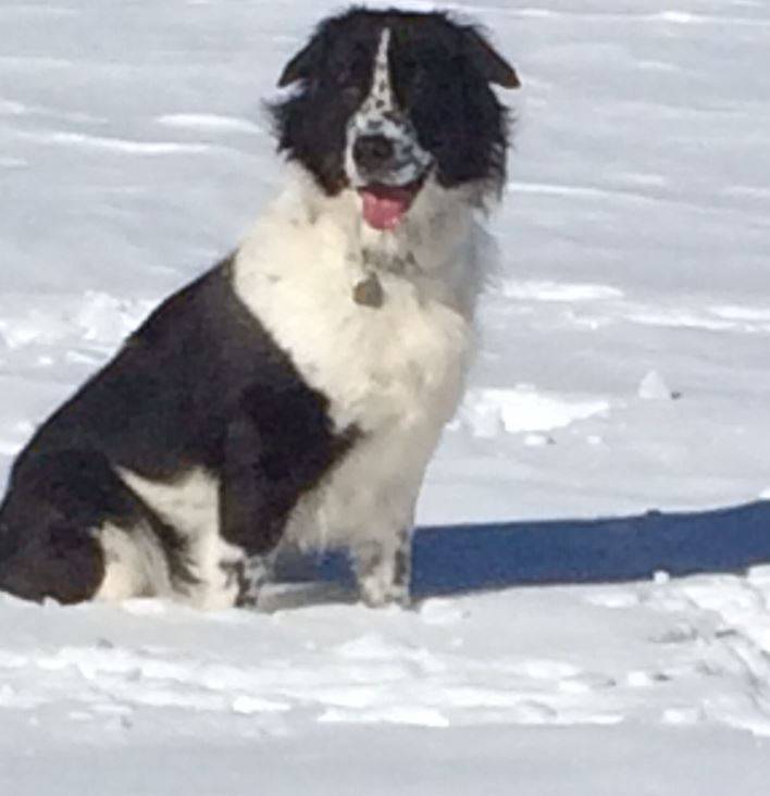 Karakachan Dog For Adoption in New Hampshire – Bobo – 6 YO Healthy Male – Supplies Included