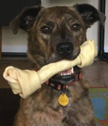 Bocce - Labrador Retriever Pitbull Mix Dog For Adoption St Louis Missouri MO