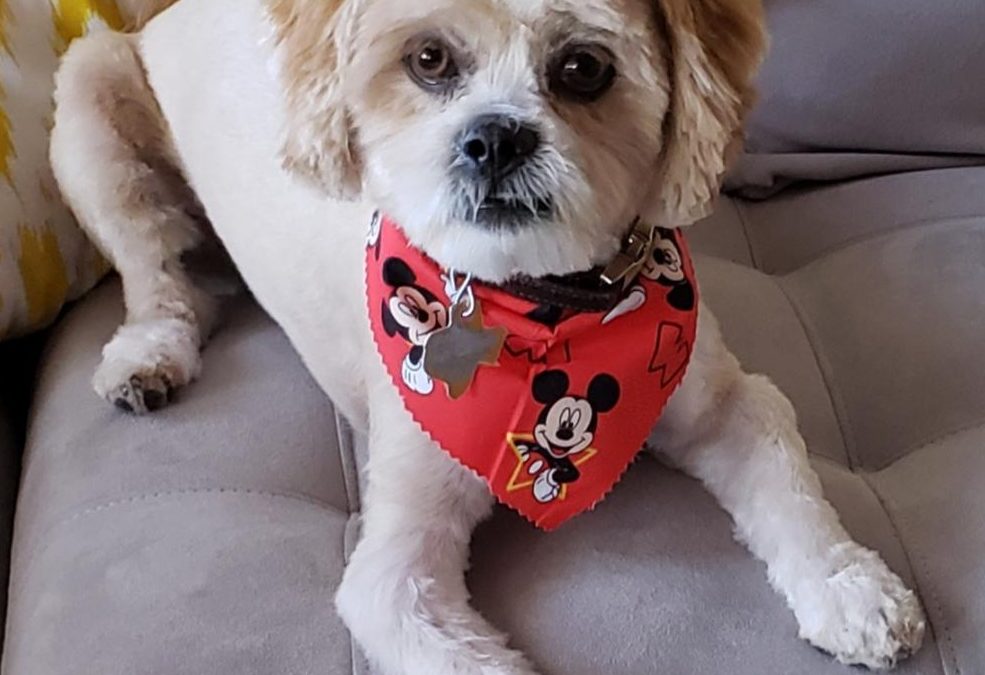 Lhasa Apso Dog for Adoption Near Austin Texas Adopt Bodhi