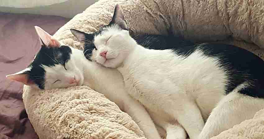 Bonded bicolour black white cats adopt mississauga on