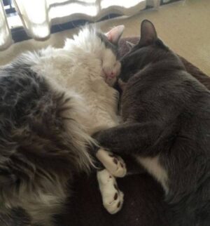 REHOMED! Ragdoll Mix Cat And Shorthaired Brother San Jose