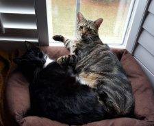 ADOPTED! Beautiful, Bonded Therapy Cats  – Jacksonville Florida