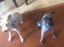 ADOPTED – Wrex and Simba – Sweet 6 yo Bonded M/F Purebred Miniature Schnauzers   Houston Texas