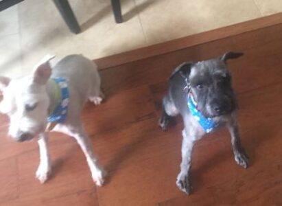 ADOPTED – Wrex And Simba – Sweet 6 Yo Bonded M/F Purebred Miniature Schnauzers   Houston Texas