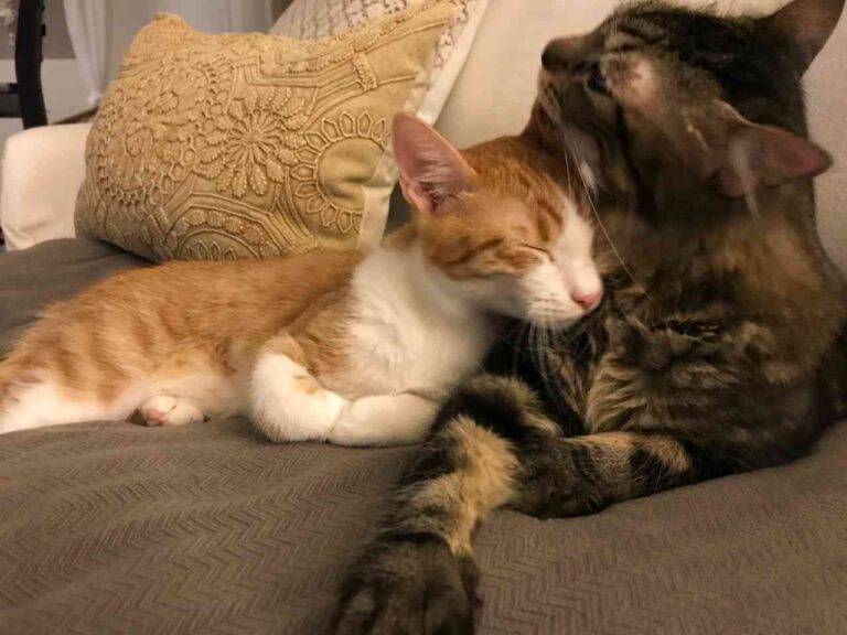 2 sweet cats in urgent need of foster home – all supplies included – foster frankie & boone