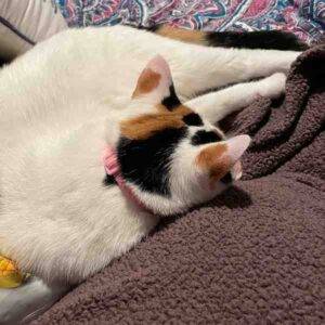 White calico cats for adoption in la vergne tennesee (1)