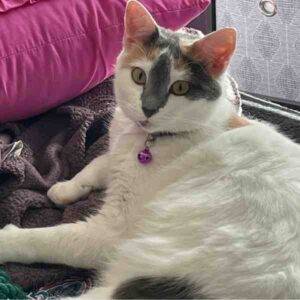 Photo White Calico Cats For Adoption in La Vergne Tennesee (1)