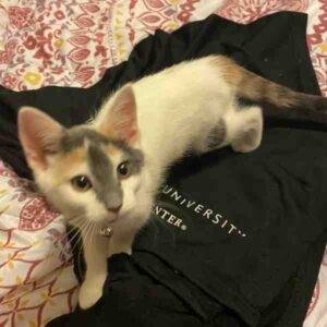White calico cats for adoption in la vergne tennesee (1)