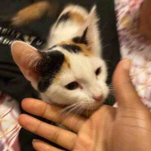 Photo White Calico Cats For Adoption in La Vergne Tennesee (1)