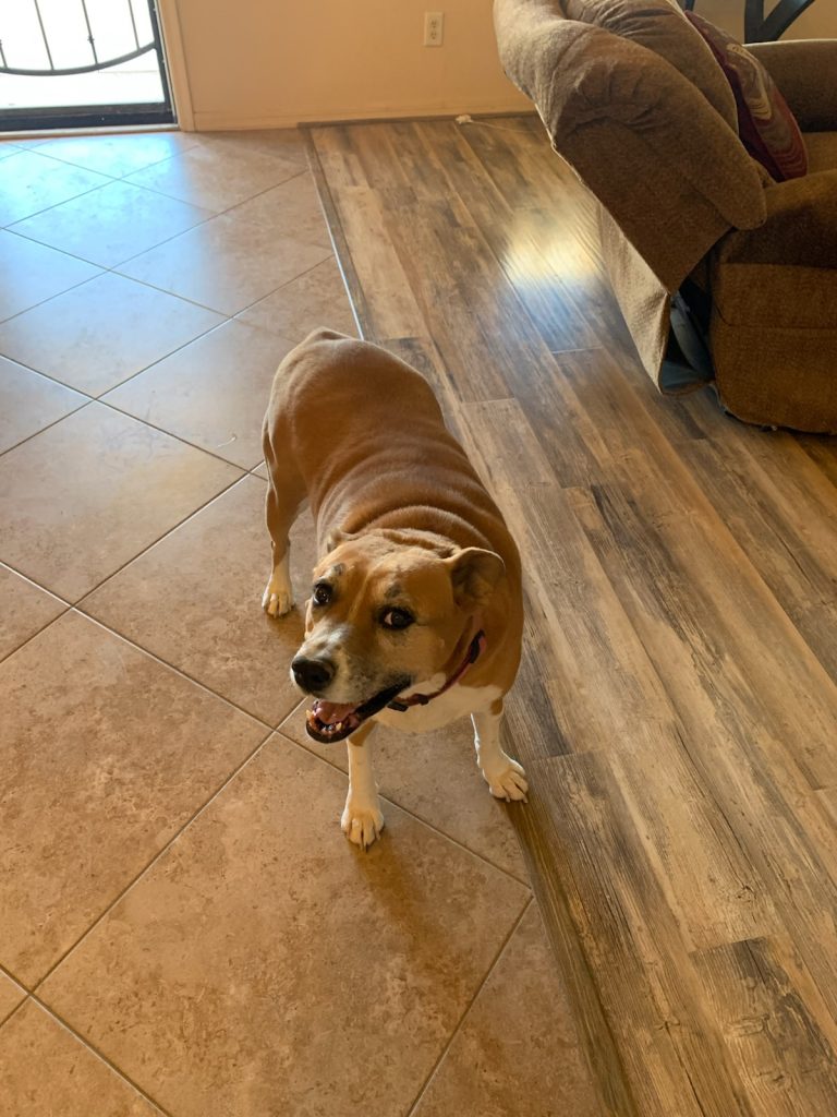 Boo, a boxer mix dog for adoption in phoenix az