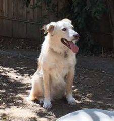 Boo Golden Retriever Border Collie Mix Dog Adoption Los Angeles CA