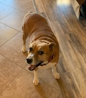 Boo, A Boxer Mix Dog For Adoption In Phoenix Az
